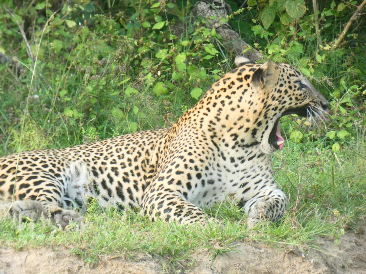 Lavender Home Yala Safari Tissamaharama Exteriör bild